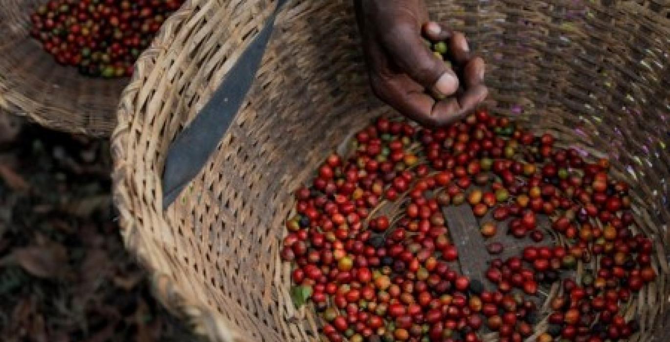 Uganda’s October Coffee Exports Rise 3% on Southwest Bumper Crop