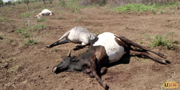 UPDF Soldiers Shoot 40 Cattle Dead, Injure 50 in Clash with Pokot Warriors