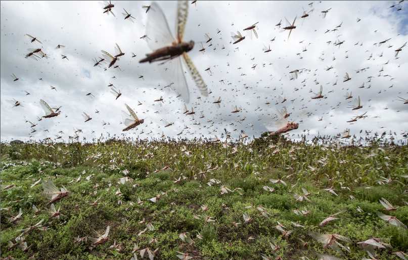 Locusts to resurface next year, say regional experts