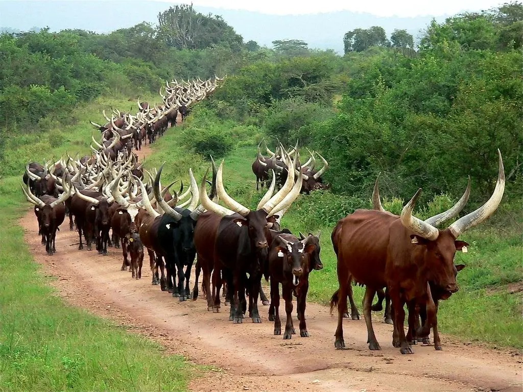 BALAALO: 830 Cattle to Exit Gulu, Amuru out of 80,000