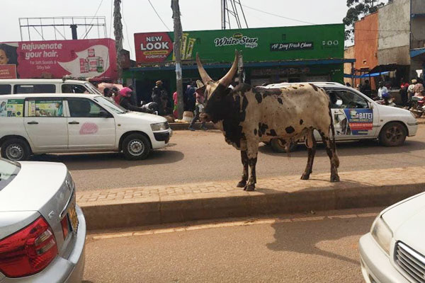 Roaming Animals in Bushenyi Frustrate Authorities