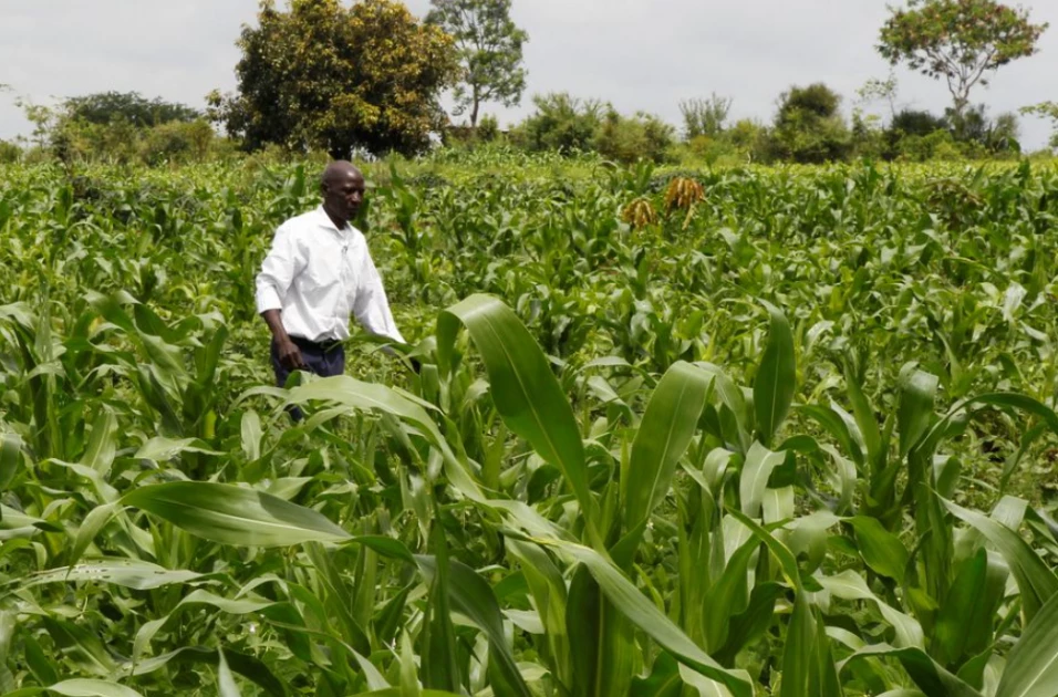 Kenyan Court Dismisses Challenge Over GM Crops