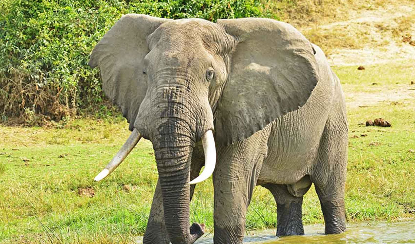 Elephant Kills a 40-year-old Woman in Queen Elizabeth National Park