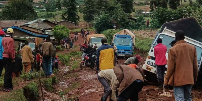 Sebei Farmers hit by Irish potato price drop amid poor roads