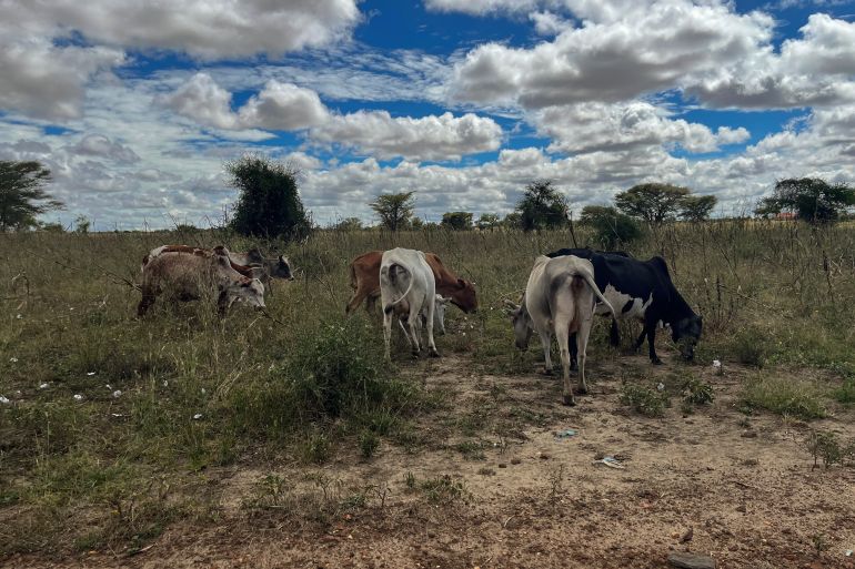 Cattle Raiders Give up Guns in Ongoing Fight for Peace in Northern Uganda