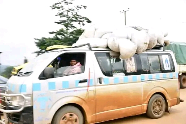 Excitement as Grasshoppers Reach Kampala Market