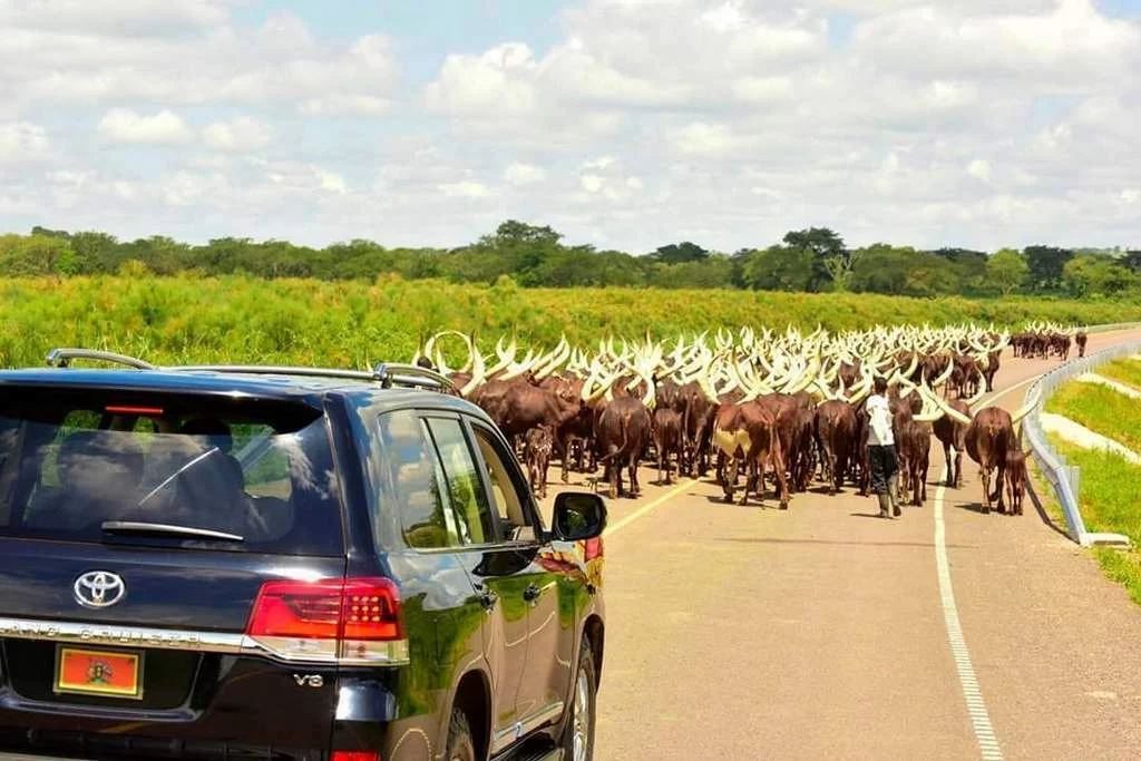 Robbers Raid Museveni’s Fortified Farm, Make Off With 10 Valuable Cattle