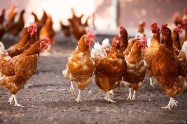 Africa Joins Global Cage-Free Movement for Ethical Treatment of Hens