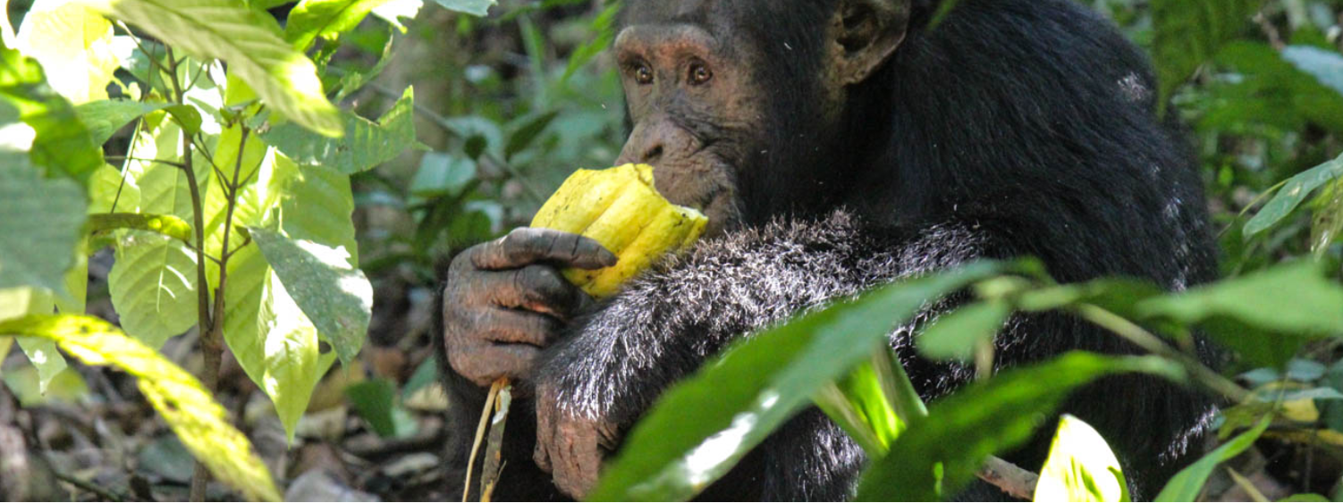 Chimpanzee Invasion Threatens Livelihood in Hoima City