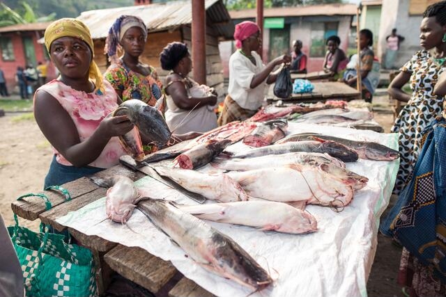 African Fish Cartel to Boost Coastal Revenue and Combat Exploitation – Study