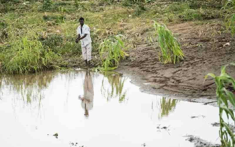 Malawi bans maize import from Kenya, Tanzania over necrosis disease