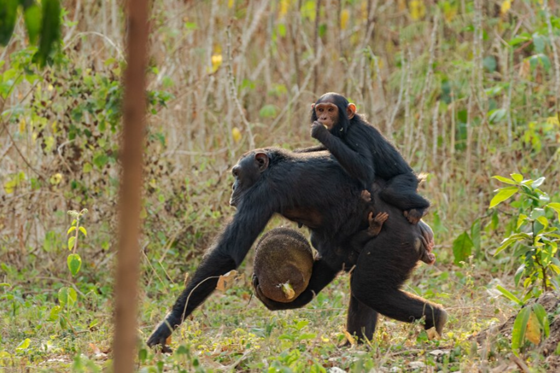 Chimpanzees destroy 12 beekeeping projects, kill goats in Kikuube