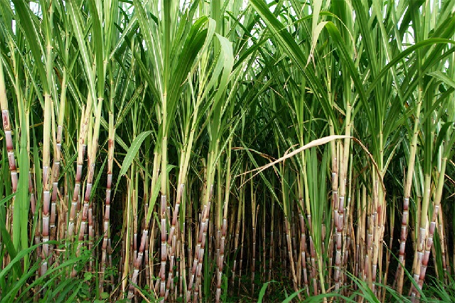 Two Busoga Sugar Factories on the Brink of Closure