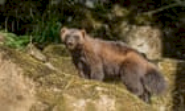 colorado-could-bring-back-wolverines-in-an-unprecedented-rewilding-effort