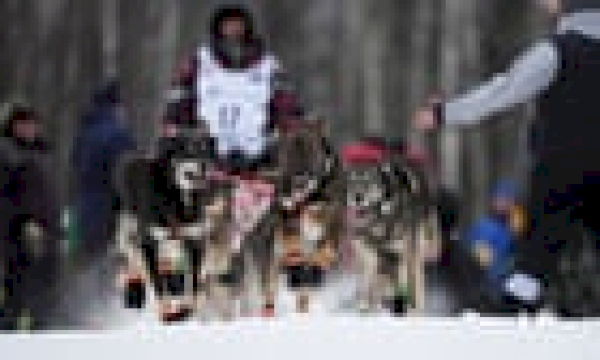 A moose attack, an injured dog, an improper gutting: drama at Alaska’s Iditarod, explained