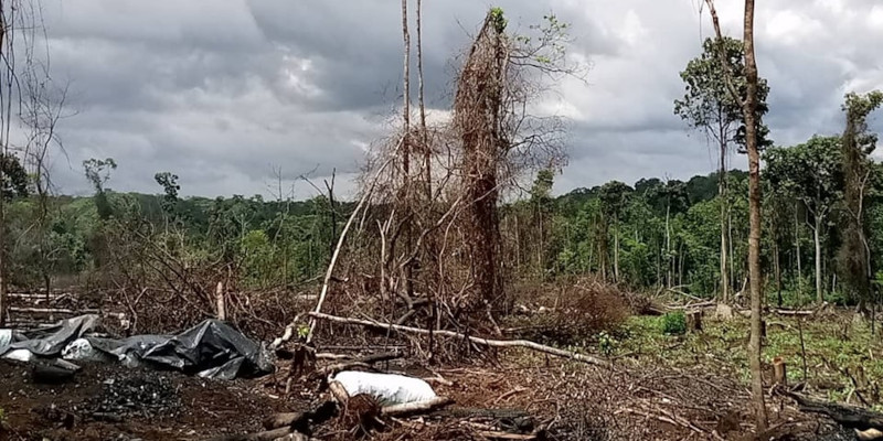 Activists urge gov’t to reconsider Bugoma forest giveaway stance