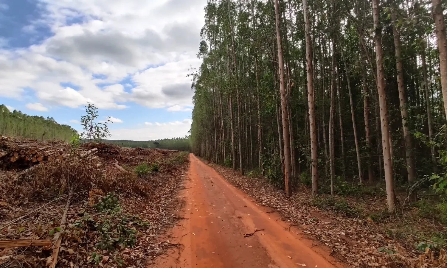 Ugandan High Court Intervenes in Landmark Deforestation Case