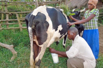 Uganda’s Dairy Sector Receives  Million Boost for Expansion