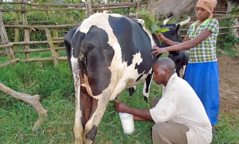 Uganda’s Dairy Sector Receives  Million Boost for Expansion